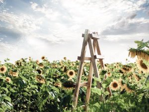 Paisaje con girasoles y un cielo azul en un día soleado