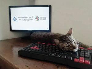 Fotografía festival de mascotas 2020