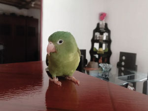 Fotografía festival de mascotas 2020