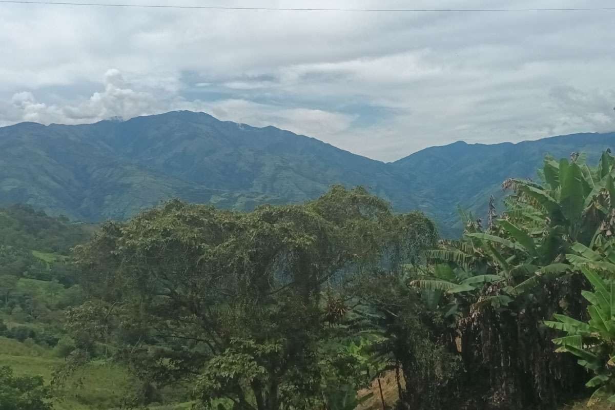 portada_cedral_ituango