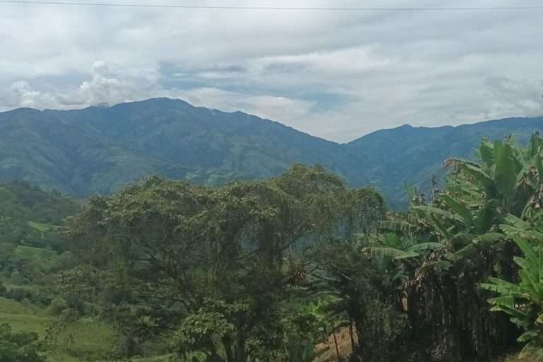 portada_cedral_ituango